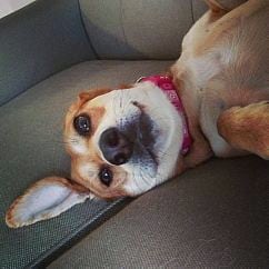 beagle reference photo