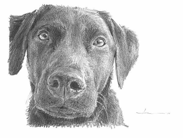 black labrador pencil portrait by portrait artist mike theuer