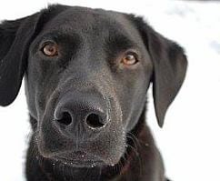 black lab reference photo