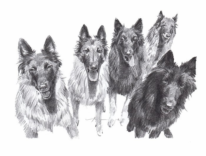 belgian shepherd dog family pencil portrait from a photo by portrait artist Mike Theuer