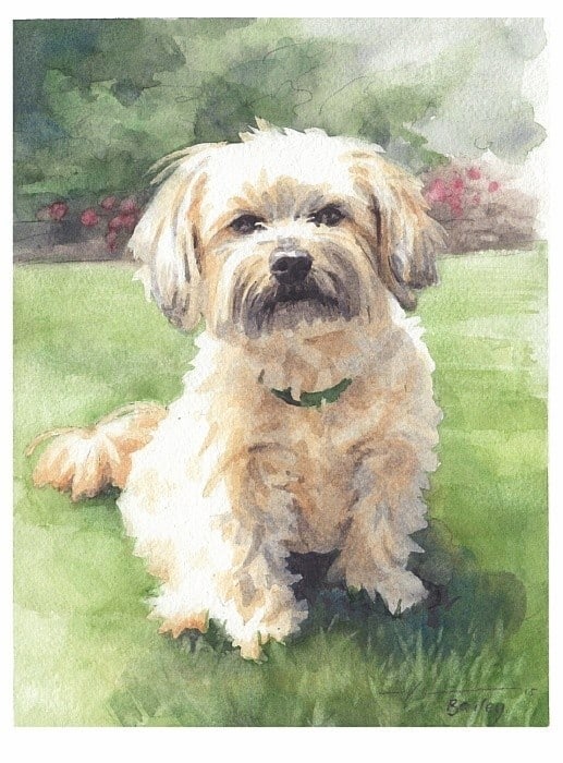 bichon watercolor portrait from a photo by portrait artist Mike Theuer