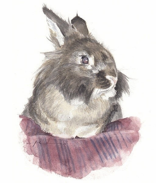 bunny rabbit watercolor portrait from a photo by portrait artist Mike Theuer
