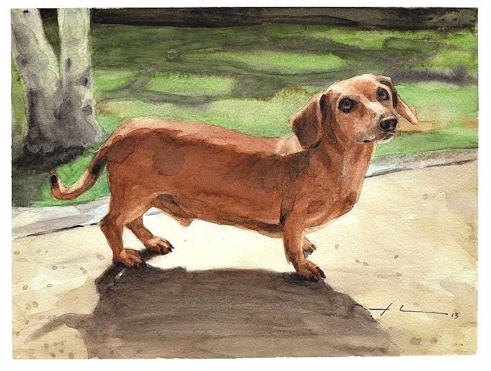 buzz the daschund watercolor portrait from a photo by portrait artist Mike Theuer