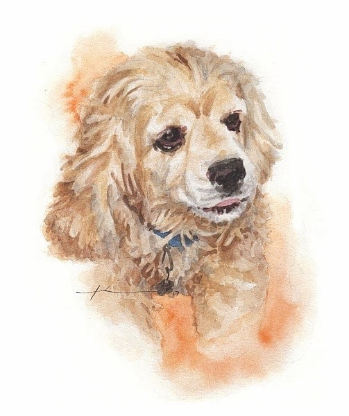 cocker spaniel watercolor portrait from a photo by portrait artist Mike Theuer