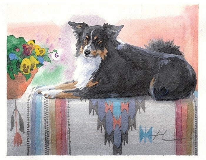 collie dog watercolor painting from a photo by portrait artist Mike Theuer