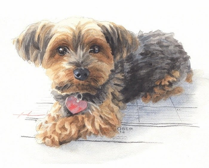 desktop calendar yorky dog watercolor portrait from a photo by portrait artist Mike Theuer