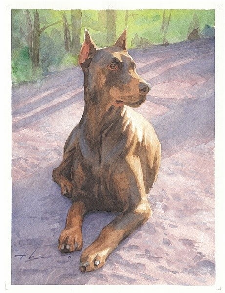 doberman watercolor painting from a photo by portrait artist Mike Theuer