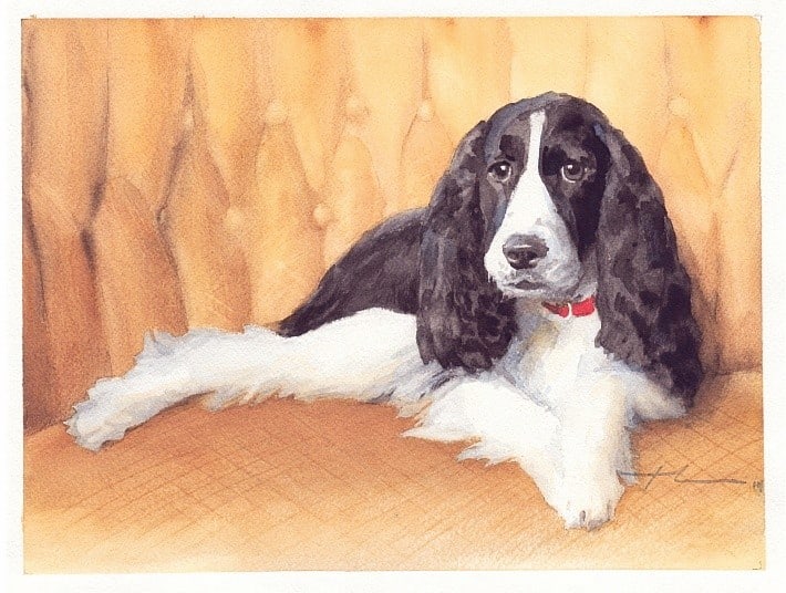 english springer spaniel watercolor portrait from a photo by portrait artist Mike Theuer