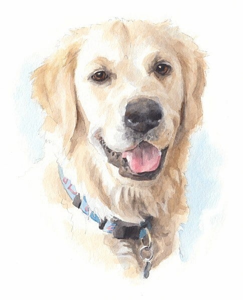 golden retriever watercolor bust portrait from a photo by portrait artist Mike Theuer