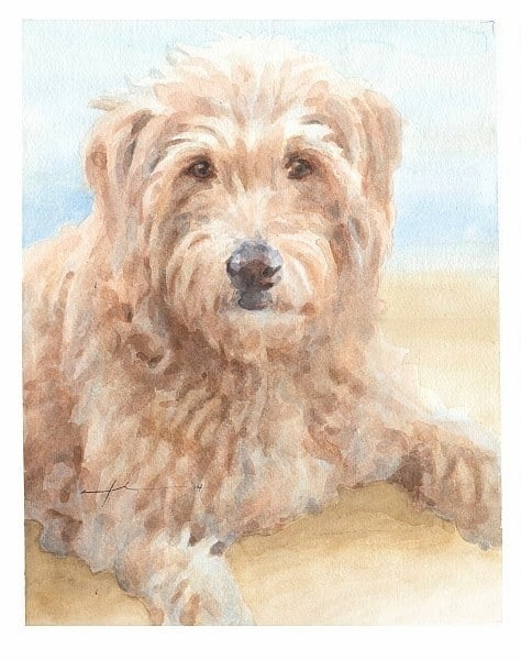 hairy sheep dog watercolor portrait from a photo by portrait artist Mike Theuer