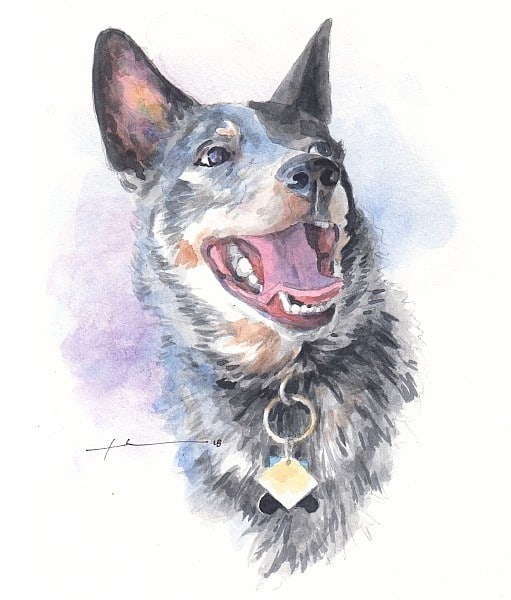 happy aussie shepherd dog watercolor portrait from a photo by portrait artist Mike Theuer