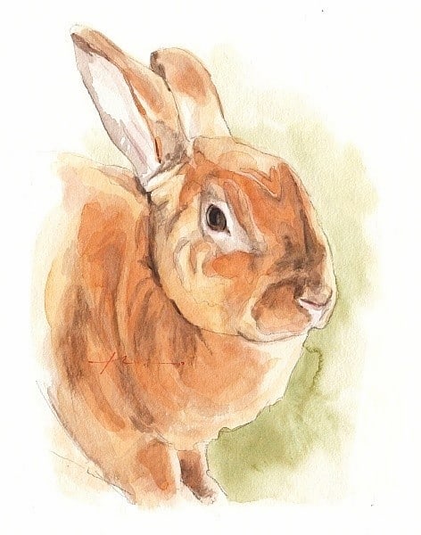 honey bunny watercolor portrait from a photo by portrait artist Mike Theuer