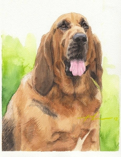 hound dog watercolor painting from a photo by portrait artist Mike Theuer