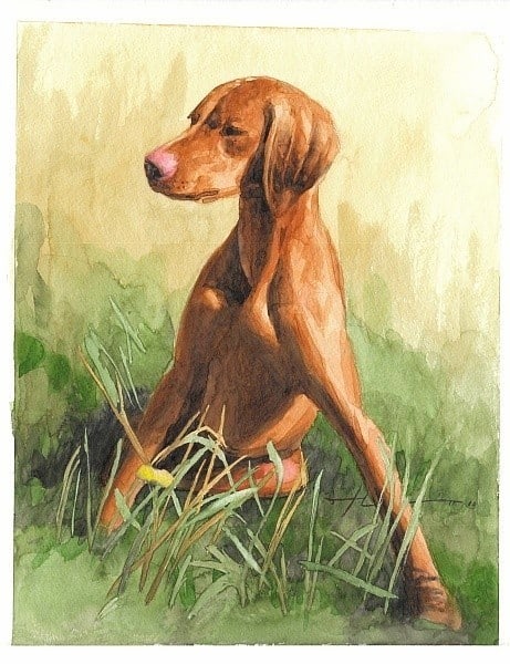 hunting dog watercolor painting from a photo by portrait artist Mike Theuer