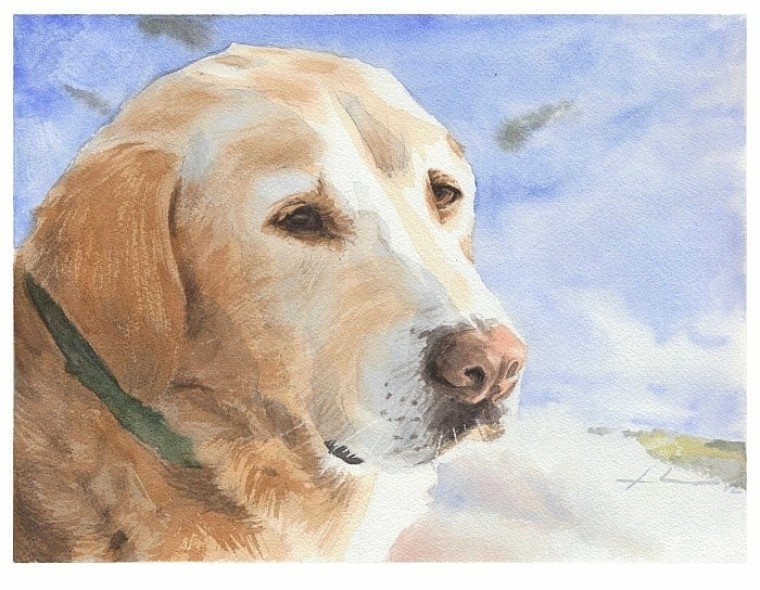 labrador watercolor painting from a photo by portrait artist Mike Theuer