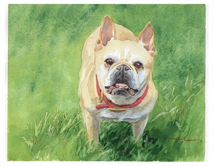 little tough dog watercolor painting from a photo by portrait artist Mike Theuer