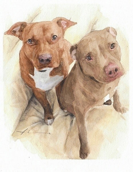 pit bulls watercolor portrait from a photo by portrait artist Mike Theuer