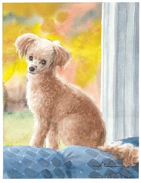poodle watercolor painting from a photo by portrait artist Mike Theuer