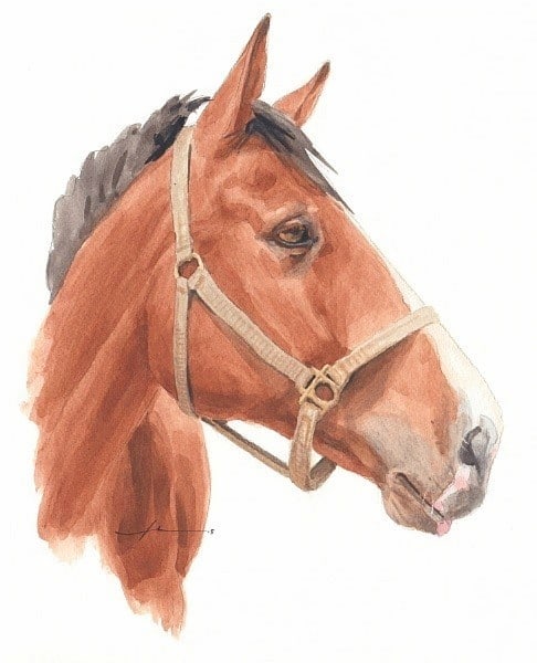 quarter horse face watercolor portrait from a photo by portrait artist Mike Theuer
