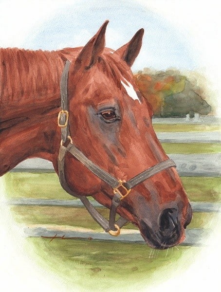 quarter horse watercolor portrait from a photo by portrait artist Mike Theuer
