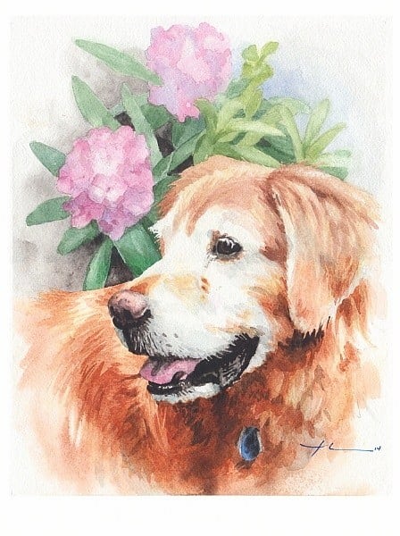 old retriever watercolor portrait from a photo by portrait artist Mike Theuer
