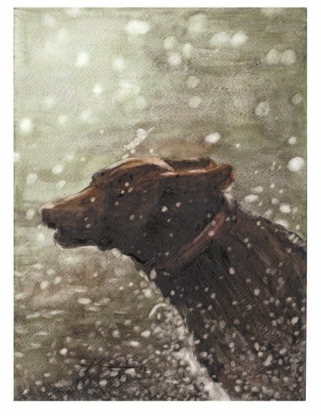 running rain dog watercolor portrait from a photo by portrait artist Mike Theuer