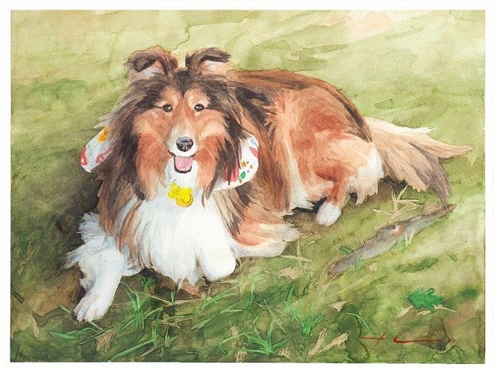 shetland sheepdog watercolor portrait from a photo by portrait artist Mike Theuer