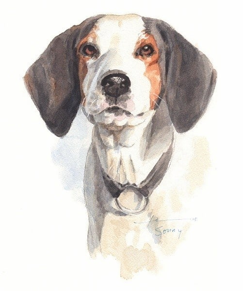 treeing walker coonhound watercolor portrait from a photo by portrait artist Mike Theuer