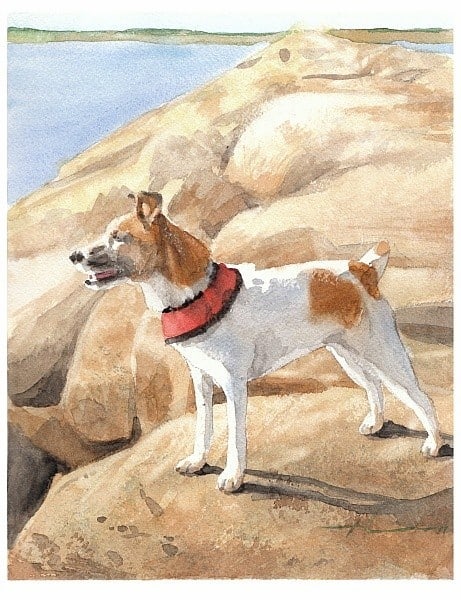 terrier watercolor painting from a photo by portrait artist Mike Theuer