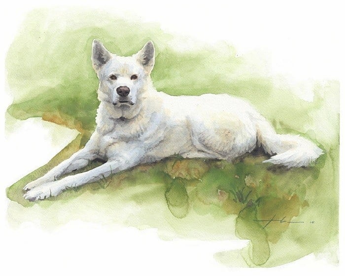 white sled dog laying in grass watercolor portrait from a photo by portrait artist Mike Theuer