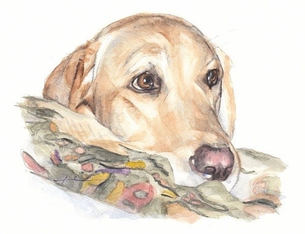 yellow lab head on pillow watercolor portrait from a photo by portrait artist Mike Theuer