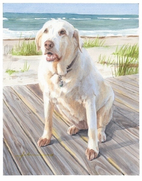 yellow labrador on boardwalk watercolor portrait from a photo by portrait artist Mike Theuer