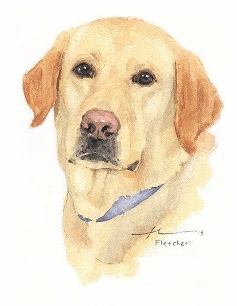yellow lab watercolor portrait from a photo by portrait artist Mike Theuer