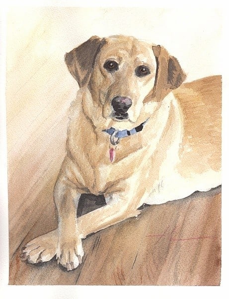 yellow lab watercolor painting from a photo by portrait artist Mike Theuer