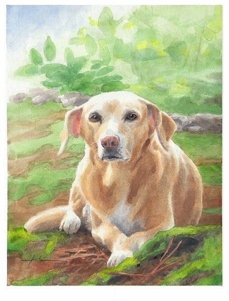 yellow labrador in garden watercolor portrait from a photo by portrait artist Mike Theuer
