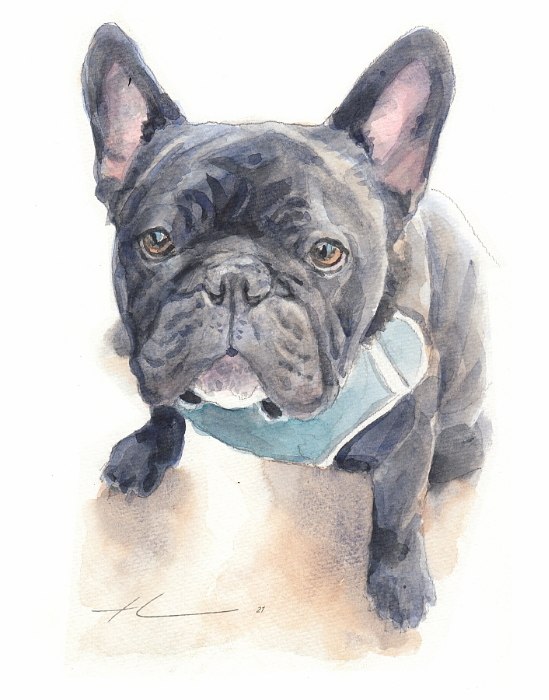 french bulldog watercolorm portrait by portrait artist Mike Theuer