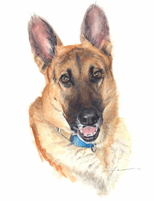 german shepherd bust watercolor portrait by portrait artist Mike Theuer